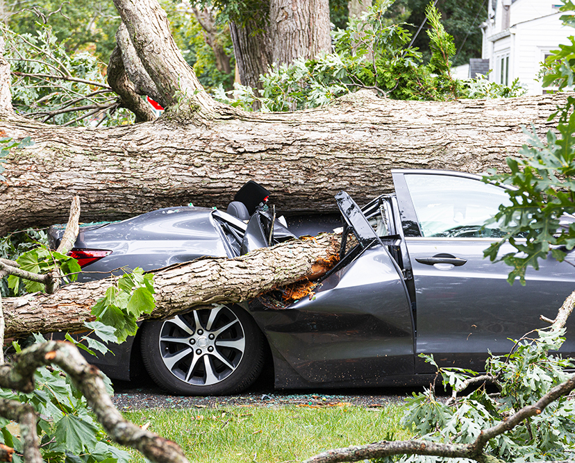 Car destroyed by a fallen tree during the severe storms
