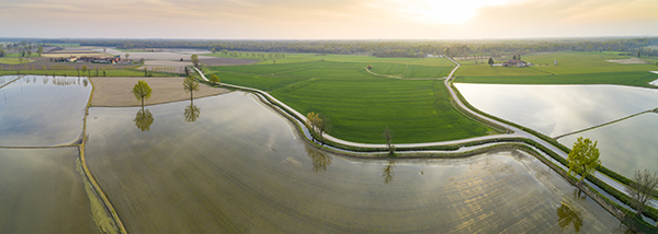 Flooded fields for rice cultivation in the Po Valley, Italy. Panoramic aerial view. Typical countryside landscape of northern Italy with dirt roads, fields and ancient farms. 
